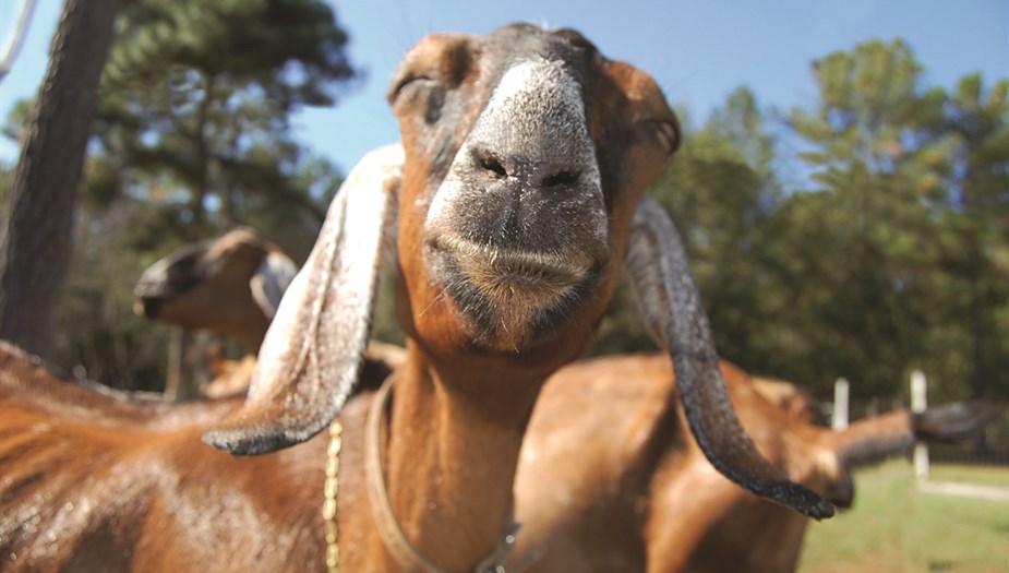 AgriTourism_Goat Smile.jpg